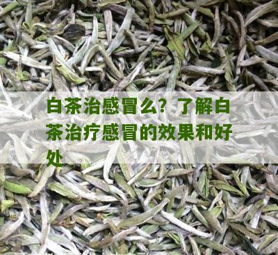 白茶治感冒么？了解白茶治疗感冒的效果和好处