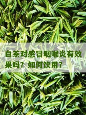 白茶对感冒咽喉炎有效果吗？如何饮用？