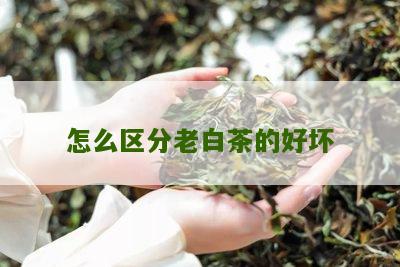 怎么区分老白茶的好坏