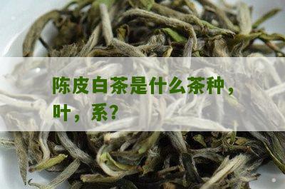 陈皮白茶是什么茶种，叶，系？