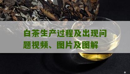 白茶生产过程及出现问题视频、图片及图解