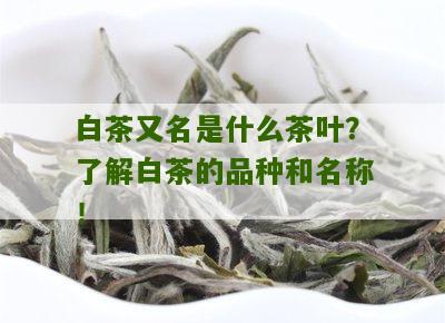 白茶又名是什么茶叶？了解白茶的品种和名称！