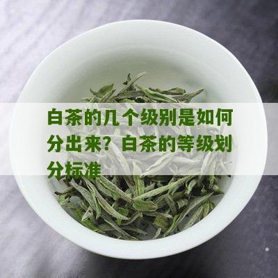 白茶的几个级别是如何分出来？白茶的等级划分标准