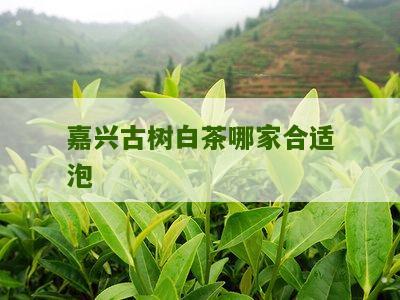 嘉兴古树白茶哪家合适泡