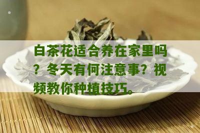 白茶花适合养在家里吗？冬天有何注意事？视频教你种植技巧。