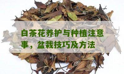 白茶花养护与种植注意事，盆栽技巧及方法