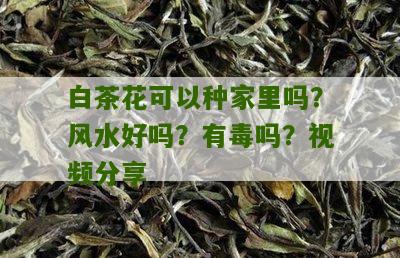 白茶花可以种家里吗？风水好吗？有毒吗？视频分享