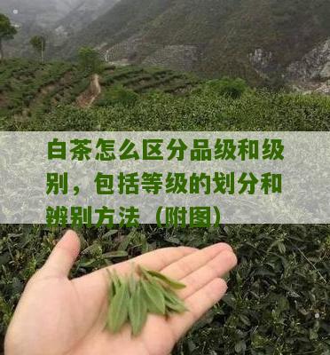 白茶怎么区分品级和级别，包括等级的划分和辨别方法（附图）