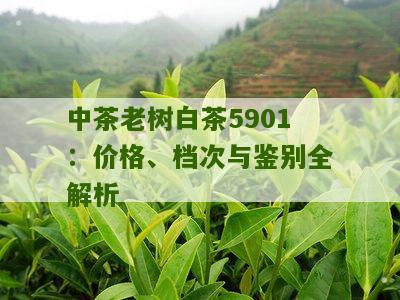 中茶老树白茶5901：价格、档次与鉴别全解析