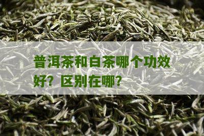 普洱茶和白茶哪个功效好？区别在哪？