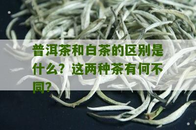 普洱茶和白茶的区别是什么？这两种茶有何不同？