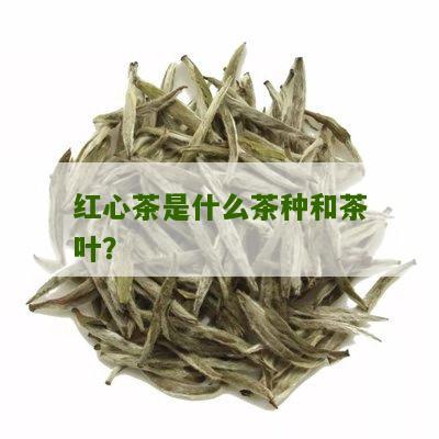 红心茶是什么茶种和茶叶？