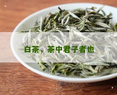 白茶，茶中君子者也