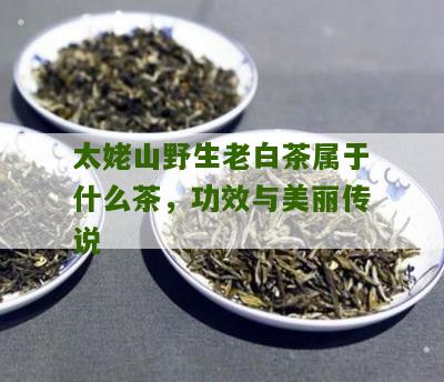 太姥山野生老白茶属于什么茶，功效与美丽传说