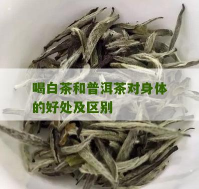 喝白茶和普洱茶对身体的好处及区别