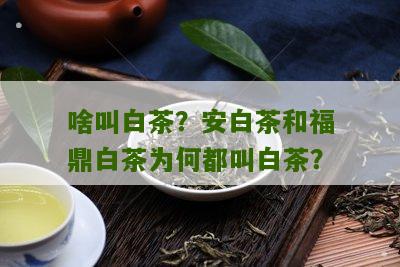 啥叫白茶？安白茶和福鼎白茶为何都叫白茶？