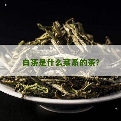 白茶是什么菜系的茶？