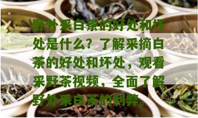 野外采白茶的好处和坏处是什么？了解采摘白茶的好处和坏处，观看采野茶视频，全面了解野外采白茶的利弊。