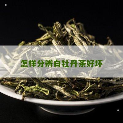 怎样分辨白牡丹茶好坏