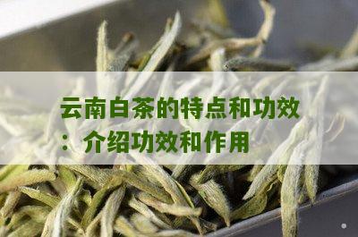 云南白茶的特点和功效：介绍功效和作用