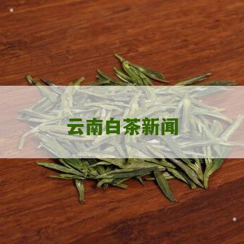 云南白茶新闻