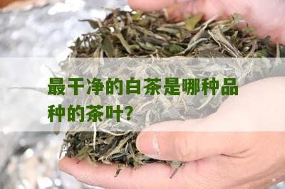 最干净的白茶是哪种品种的茶叶？