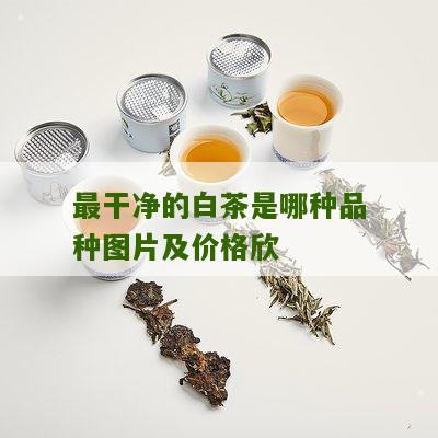 最干净的白茶是哪种品种图片及价格欣