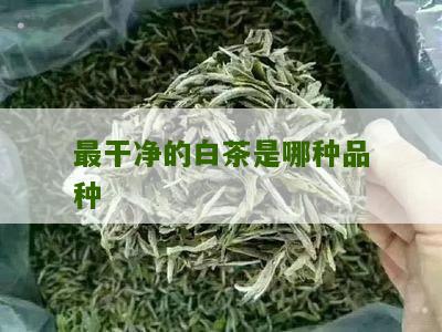 最干净的白茶是哪种品种