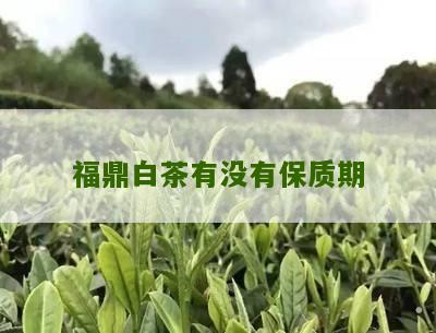 福鼎白茶有没有保质期