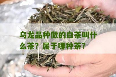 乌龙品种做的白茶叫什么茶？属于哪种茶？