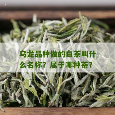 乌龙品种做的白茶叫什么名称？属于哪种茶？