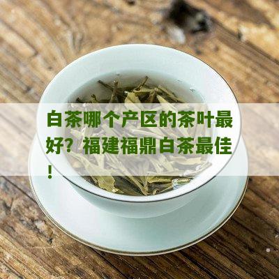 白茶哪个产区的茶叶最好？福建福鼎白茶最佳！