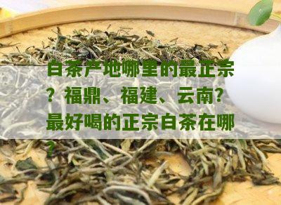 白茶产地哪里的最正宗？福鼎、福建、云南？最好喝的正宗白茶在哪？