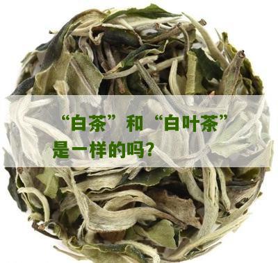 “白茶”和“白叶茶”是一样的吗？