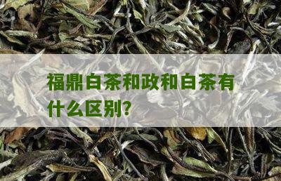 福鼎白茶和政和白茶有什么区别？