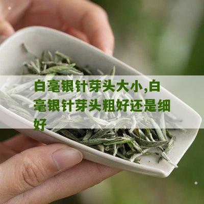 白毫银针芽头大小,白毫银针芽头粗好还是细好