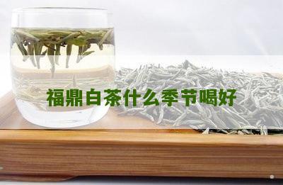 福鼎白茶什么季节喝好