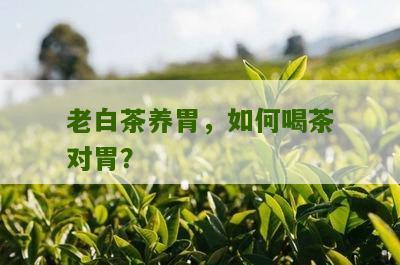 老白茶养胃，如何喝茶对胃？