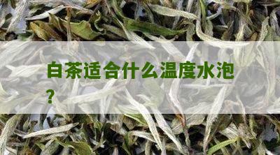 白茶适合什么温度水泡？