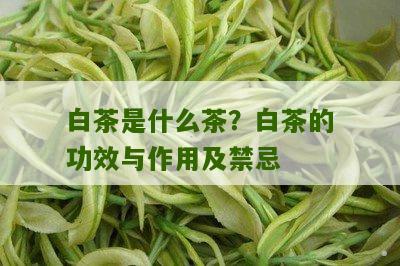 白茶是什么茶？白茶的功效与作用及禁忌