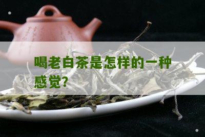 喝老白茶是怎样的一种感觉？