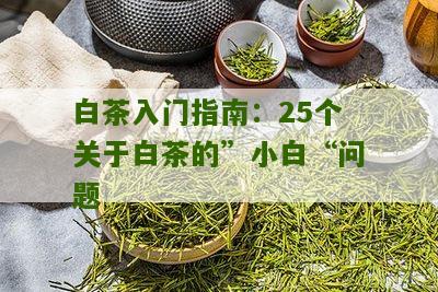 白茶入门指南：25个关于白茶的”小白“问题