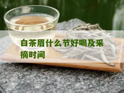 白茶眉什么节好喝及采摘时间