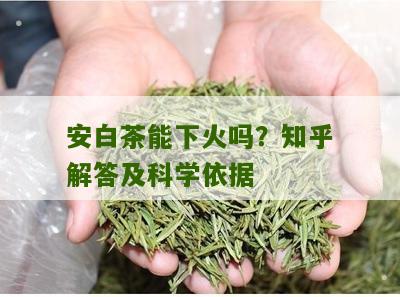 安白茶能下火吗？知乎解答及科学依据