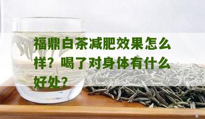 福鼎白茶减肥效果怎么样？喝了对身体有什么好处？