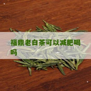 福鼎老白茶可以减肥喝吗