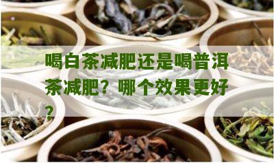 喝白茶减肥还是喝普洱茶减肥？哪个效果更好？