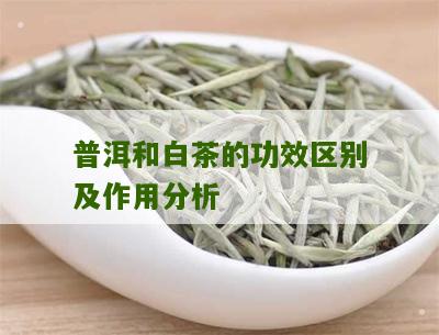 普洱和白茶的功效区别及作用分析