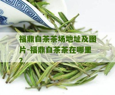 福鼎白茶茶场地址及图片-福鼎白茶茶在哪里？