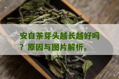 安白茶芽头越长越好吗？原因与图片解析。